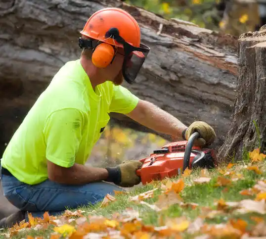 tree services Fairlawn